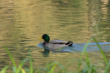 Männliche Ente schwimmt im Wasser auf einem Teich