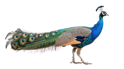 peafowl on isolated transparent background