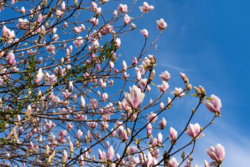 Pink magnolia buds and flowers sway against blue sky, soft pastel colors and gentle movement create...