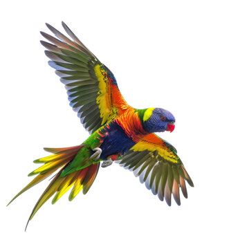 flying rainbow lorikeet bird on isolated transparent background