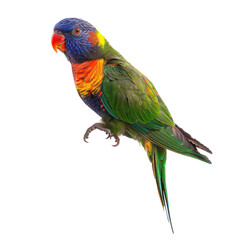 rainbow lorikeet bird on isolated transparent background