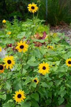 A cluster of vibrant yellow sunflowers bloom in the green garden