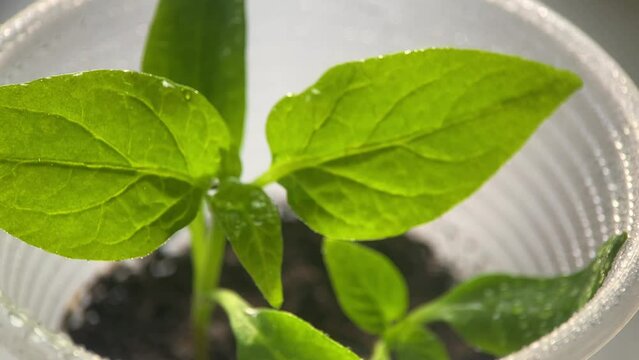 spring, sprout, small plant, red sweet pepper seedlings, vegetable garden, growing seedlings from seeds, macro, close up, garden and vegetable garden, vegetable gardening