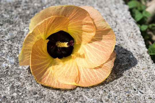 Beautiful Sea Hibiscus flower on the ground.