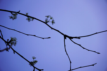 Background of dark blue sky with plum flower branches