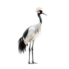 red crowned crane on isolated transparent background