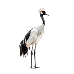 Fototapeta premium red crowned crane on isolated transparent background