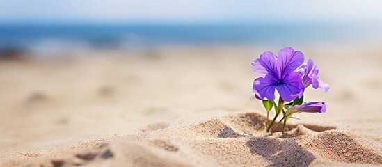 Purple flowers blooming in sandy beach - obrazy, fototapety, plakaty