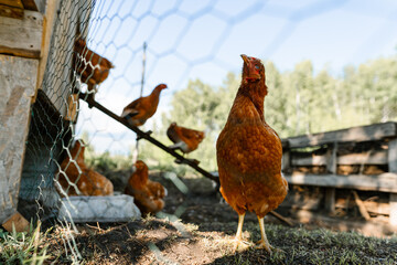One chicken poses before the coop on a natural farm. A solitary chicken surveys the farmyard with hens behind
