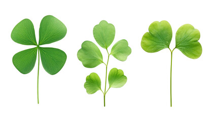 clover leaves isolated on transparent background cutout - obrazy, fototapety, plakaty