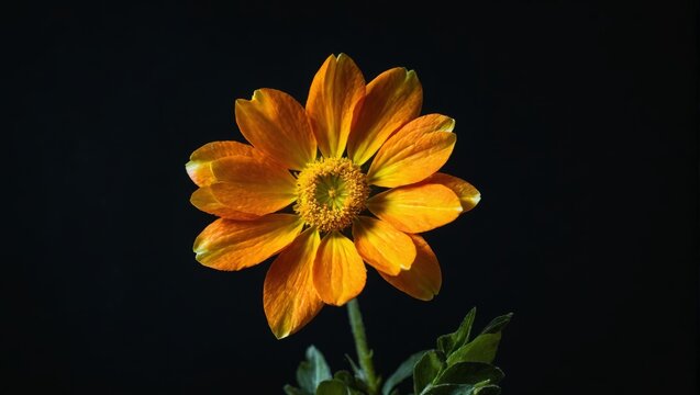  A zoomed in picture of a sunny bloom on a dark canvas with a verdant stalk at its core