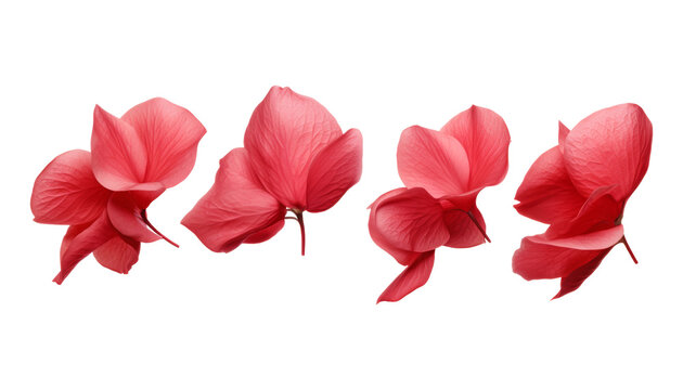 red flower petals isolated on transparent background cutout