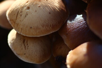 mushrooms in the forest