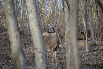 deer in the woods
