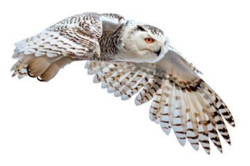 flying snowy owl on isolated transparent background