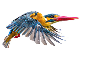 Fototapeta premium stork billed kingfisher on isolated transparent background