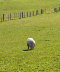 Sheep grazing in the meadows of euskadi
