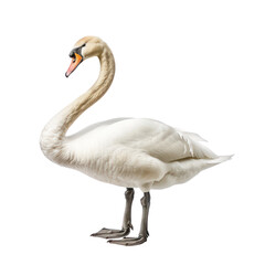swan on isolated transparent background