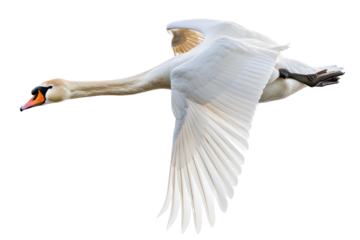 flying swan on isolated transparent background
