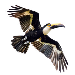 flying toucan on isolated transparent background