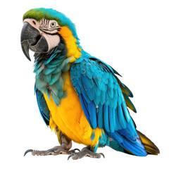 Turquoise parrot on isolated transparent background