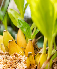 Growing Bananas - 763352566