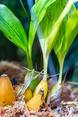 Growing Bananas - 763352585