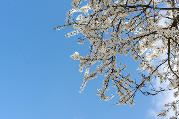Obraz premium A flowering plum tree against a blue sky 