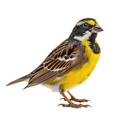 yellow breasted bunting bird on isolated transparent background