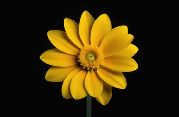 One yellow flower on black monochrome background. Copy space, place for text, empty space. View from above.
