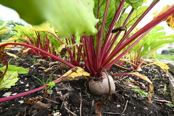 A group of beets growing in soil in a garden, flourishing as leaf vegetables