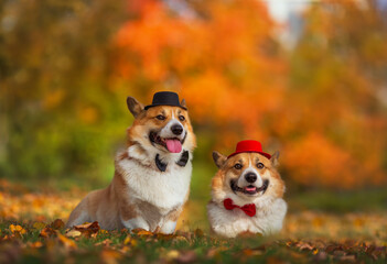 a pair of corgi dogs are sitting in an autumn park in elegant hats and butterflies among fallen leaves