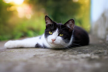 cute cat lies in the garden yard on a sunny summer day and stretches sleepily