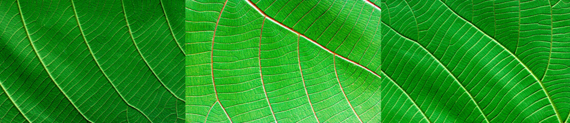 green leaf pattern background  nature texture - 763354500