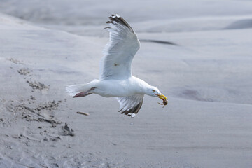 GOELAND A