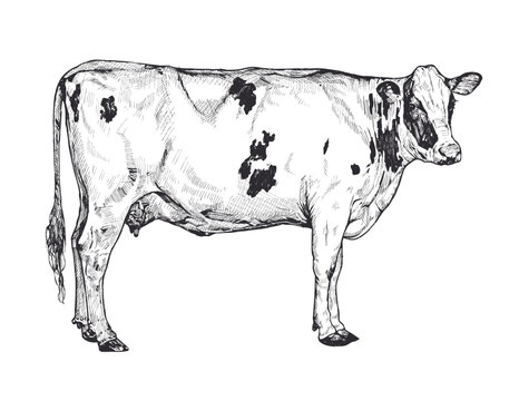 Black and white sketch of a Holstein cow, detailed and realistic farm animal drawing
