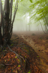 Obraz premium Foret dans le brouillard