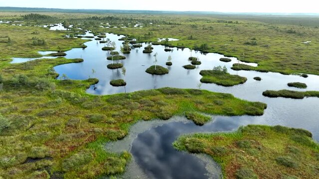 Swamp landscape, drone view. Yelnya Wild mire. Swamp background. East European swamps and Peat Bogs, top view. Marshland with islands and pine trees. Swampy land, wetland, marsh. Bog background.