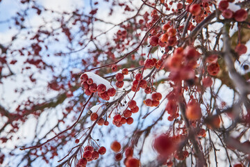 Winter Berries with Snow on Branches, Bokeh Background