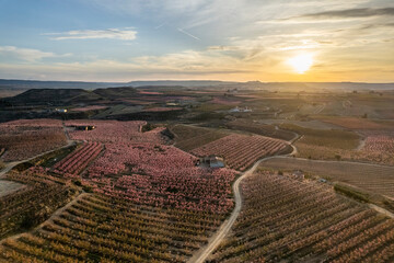 Spectacular aerial drone view of flower buds and pink in Aitona, Lleida, Near Barcelona, Europe....