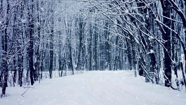 Winter Landscape Snow Falling In Winter Tree Park 