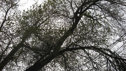 branches of a tree