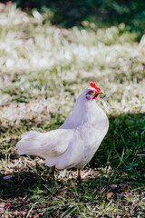Gallina blanca parada sobre césped

