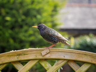 Starling Perched on a Fence