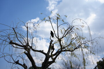 bird