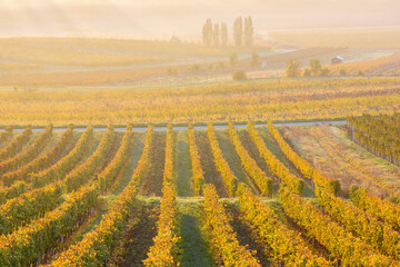Naklejka premium herbstliche Weinberge zwischen Gumpoldskirchen und Baden bei Wien, Wiener Becken, Niederösterreich, Österreich