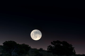 Fototapeta na wymiar Full moon night nature landscape with forest