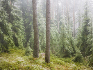 Obraz premium vereister Wald im Wechselgebiet, Niederösterreich, Österreich