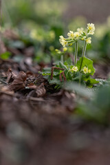 Primrose with yellow flowers outdoors in nature.