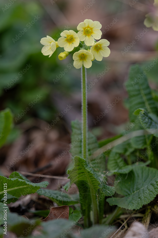 Wall mural primrose with yellow flowers outdoors in nature.